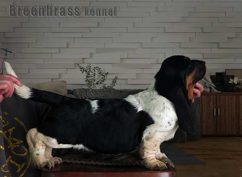 Idea Big Bang Model Breenbrass | Basset Hound 