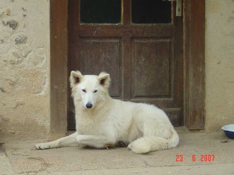 Aurore de l'Ange Gardien de Faujus | White Swiss Shepherd Dog 