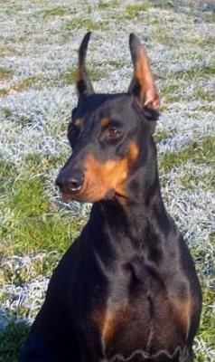 Afra v. Schattenjager | Black Doberman Pinscher