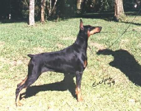 Charleston Amy v. Jagermeister | Black Doberman Pinscher