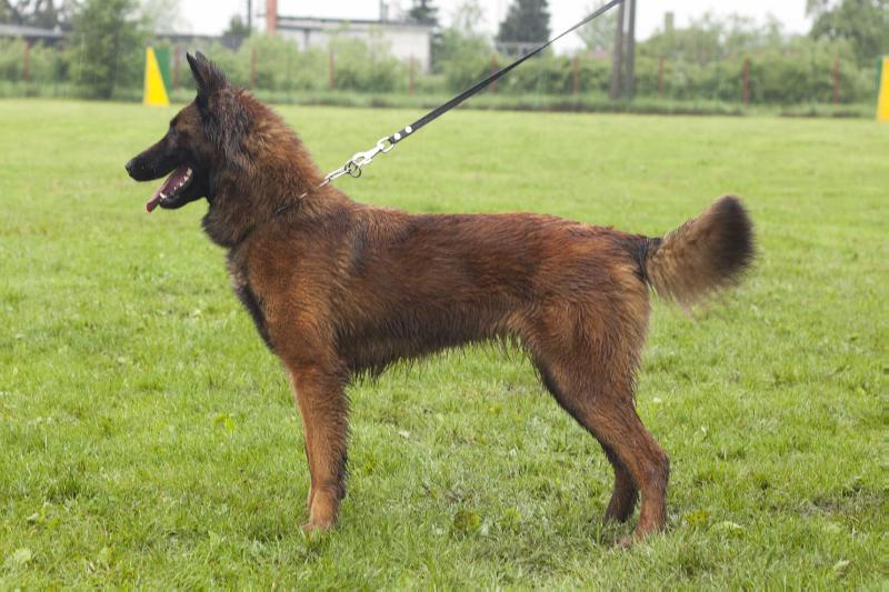 Axa Cave Canis | Belgian Tervuren 