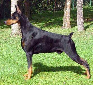 Charleston Louis Dobermann | Black Doberman Pinscher