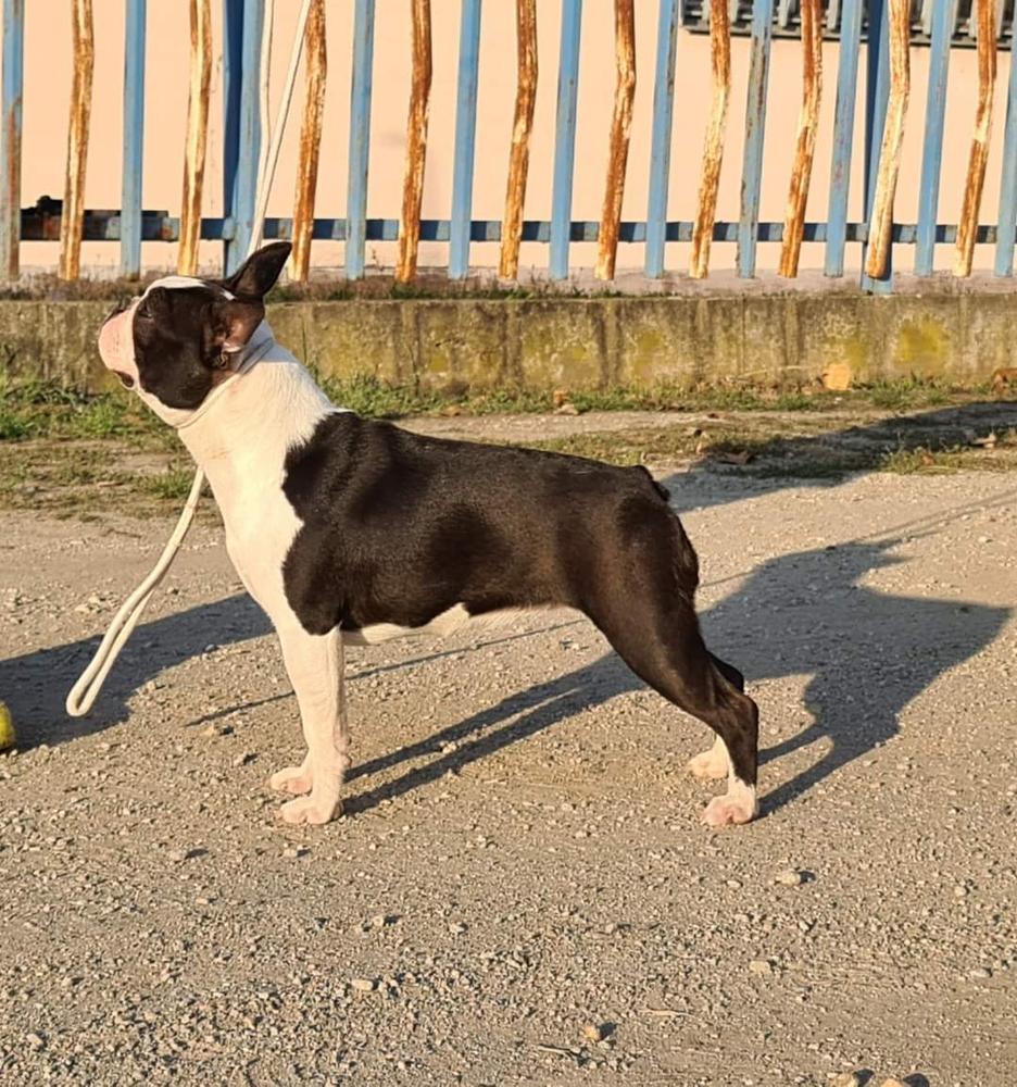 Crazy Crys Organized Rebel OREO | Boston Terrier 