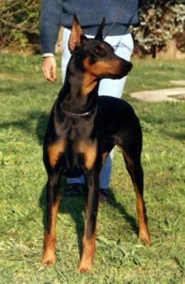 Mandinga's Ludovica | Black Doberman Pinscher