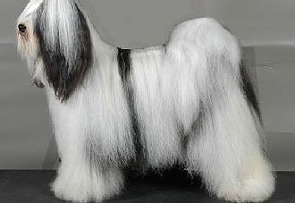 BLACK AND WHITE MAGIC MILLENIUM | Tibetan Terrier 