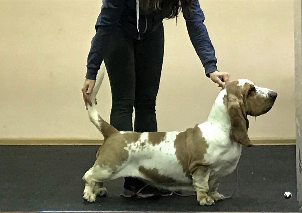 Buffobass Toscana | Basset Hound 