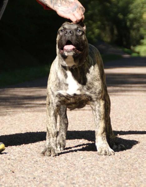 Loxy | Perro de Presa Canario 