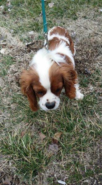 Prince Charming Boyer | Cavalier King Charles Spaniel 