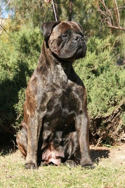 Orchidei toro del diavolo | Bullmastiff 