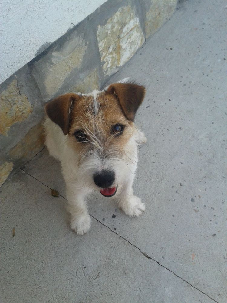 Cita | Jack Russell Terrier 