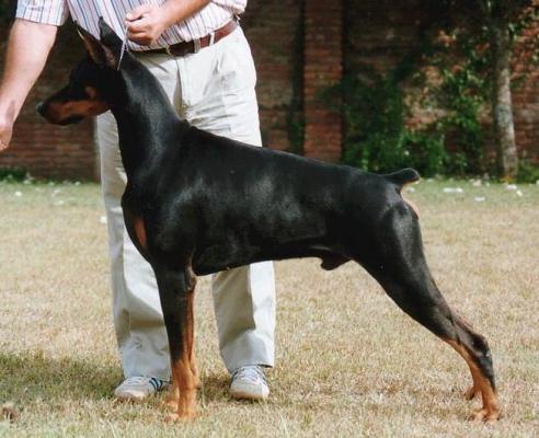 Baden Baden Cash | Black Doberman Pinscher