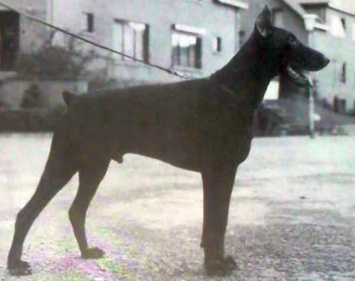 Hassan v.d. Insberg | Brown Doberman Pinscher