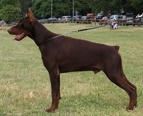 Cartier del Montaldo | Brown Doberman Pinscher