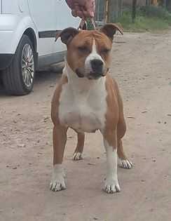 Suyai De Bullfamily | American Staffordshire Terrier 