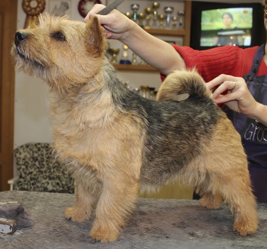 Ragus Coming to Bright Nose | Norwich Terrier 