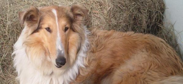 Cook's Lady Stasha | Rough Collie 