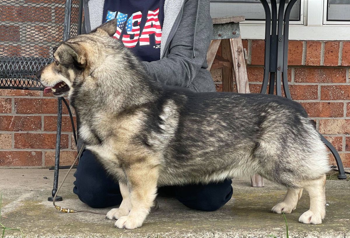 Au Revlt SD Boson The Great | Swedish Vallhund 