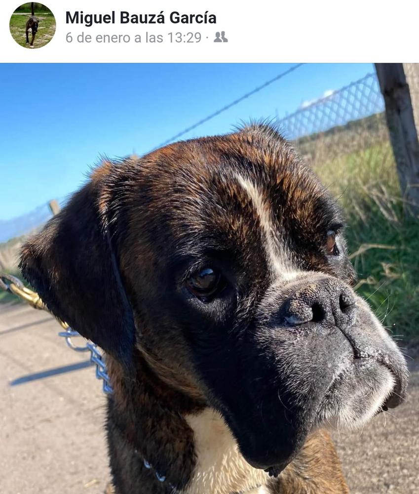 Gelso de teckbox | Boxer 