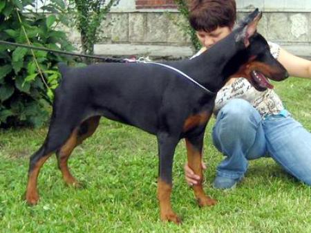 Sant Kreal Koko Shanel | Black Doberman Pinscher