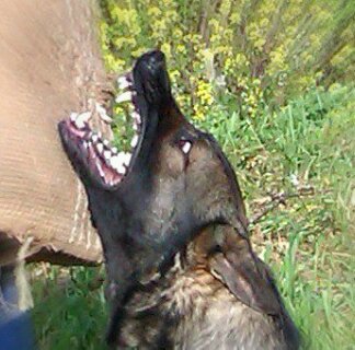 Lobo de Montefiero | German Shepherd Dog 