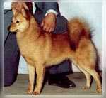 Icecap's Chantilly Lace | Finnish Spitz 
