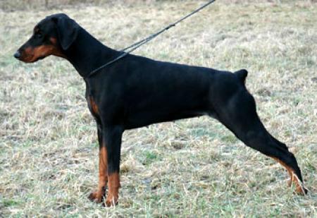 Sant Kreal Klassika | Black Doberman Pinscher