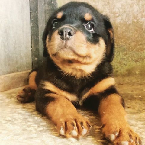 Ema of TopDogsNigeria | Rottweiler 