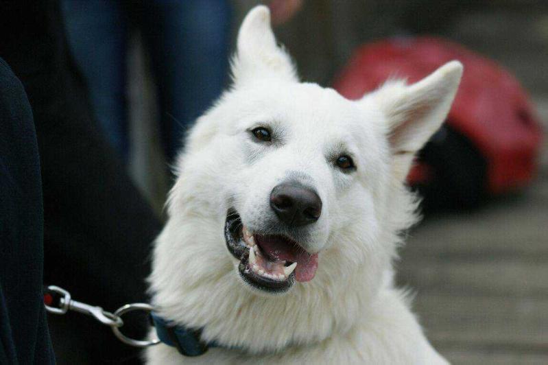 Falcon Tidus von Darinka | White Swiss Shepherd Dog 