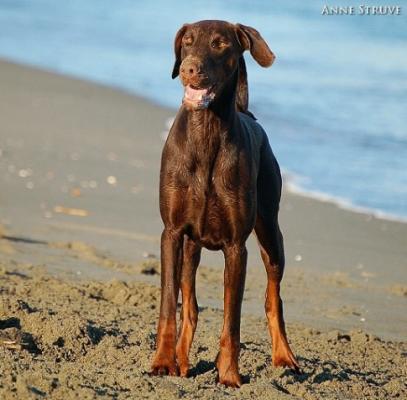 Esyndia v. Bismarck | Brown Doberman Pinscher