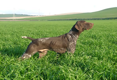 Voss du Pied du Mont | German Shorthaired Pointer 