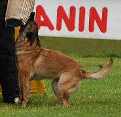 Teti la Maschera di Ferro | Belgian Malinois 