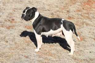 HSB Po Po | American Bulldog 