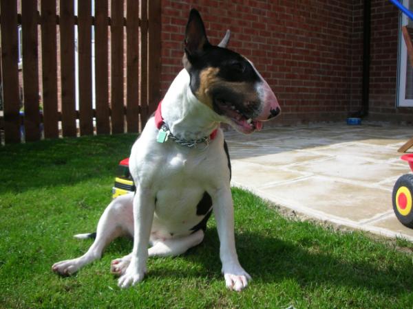 popcroft temptree | Bull Terrier 