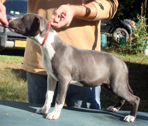 Chronos Lilly | American Staffordshire Terrier 