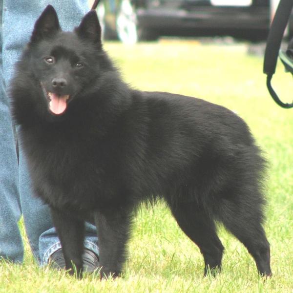 Annakin de rhynatsy | Schipperke 