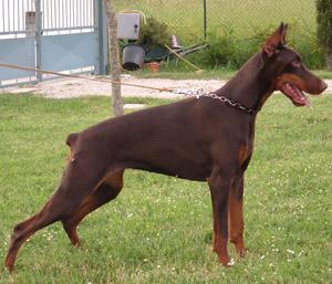 Elena della Piancarda | Brown Doberman Pinscher