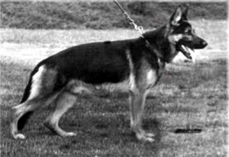 Gerd von der Kahler Heide | German Shepherd Dog 