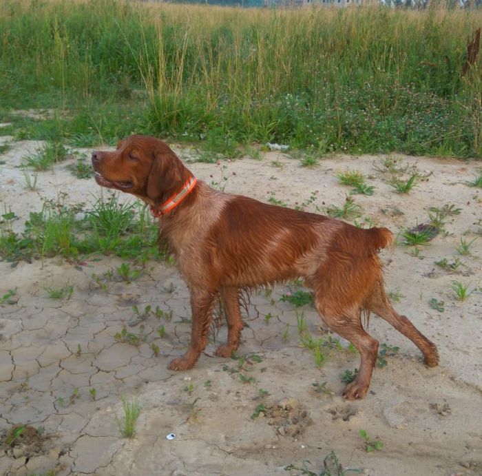 Kozhaniy Nos ZEVS | Brittany 