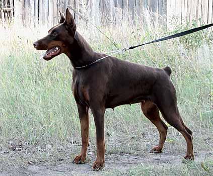 Eria Pro Thesauros Troja | Brown Doberman Pinscher