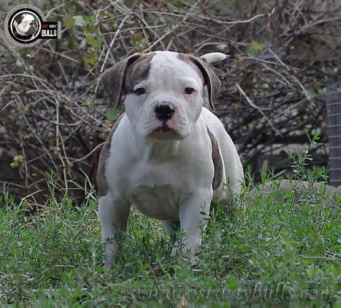 Ostwaybulls Jackhammer | American Bulldog 