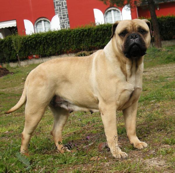 Babka de Fillobull | Bullmastiff 