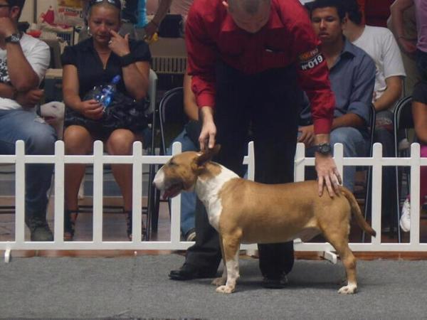 Fire salazar | Bull Terrier 