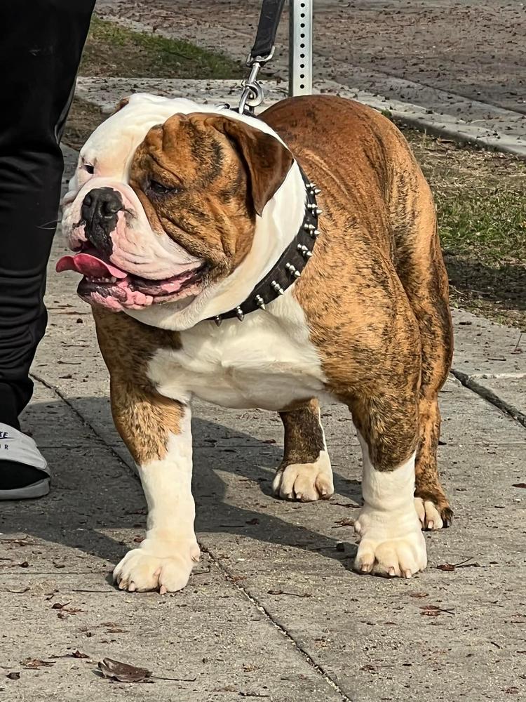 RDDs Whiskey Jack of Bulldawg Battalion | Olde English Bulldogge 