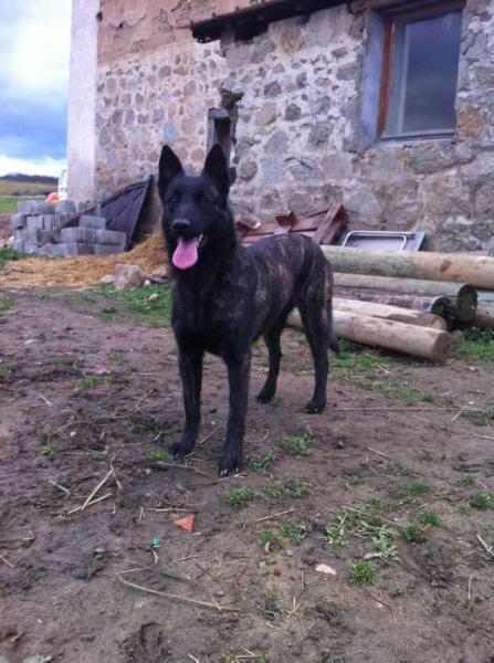 Janis des Fonds de Gueule | Dutch Shepherd 