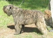 Ferroefuoco Bagheera | Bouvier des Flandres 