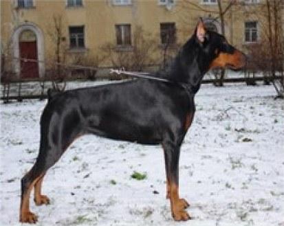 Dariel Taisa Starling | Black Doberman Pinscher