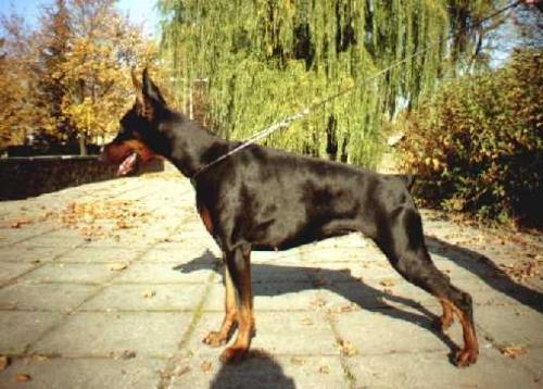 Vasilisa Dar Felven | Black Doberman Pinscher