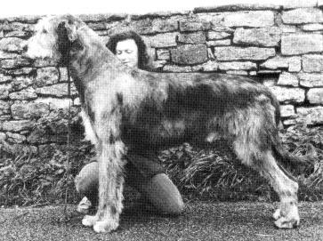 Marumac Charlock | Irish Wolfhound 