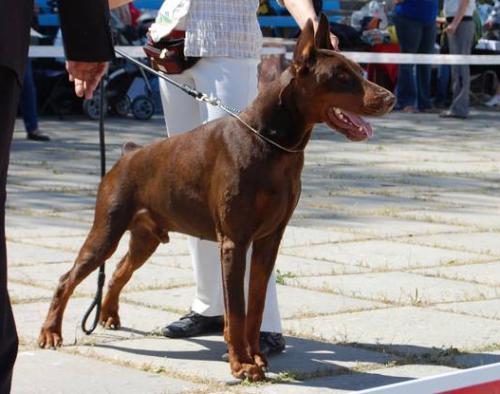 Chamberlain S Mysa Hersones | Brown Doberman Pinscher