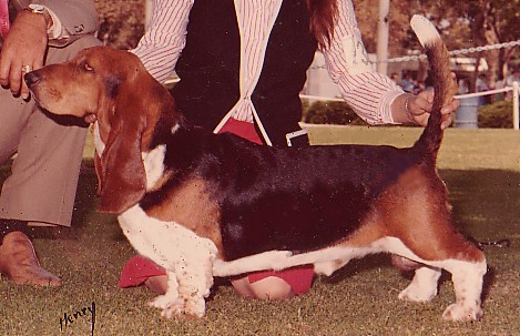 Woodstock Hilton | Basset Hound 